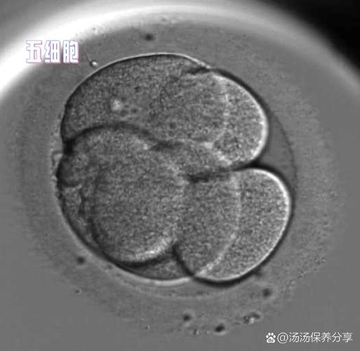 受精卵裂变