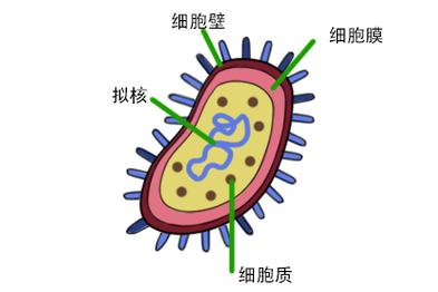 原核