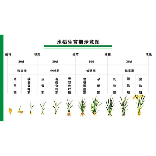  生育周期