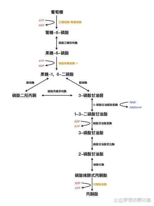生化过程