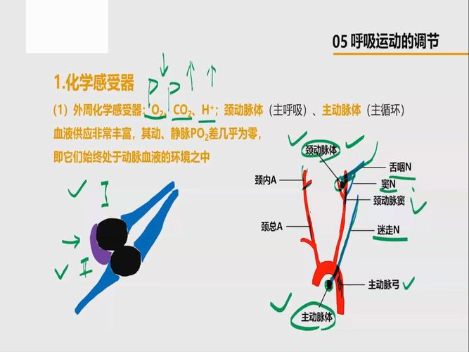 呼吸调节