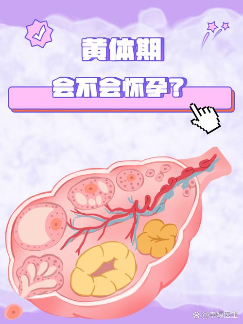 黄体期移植