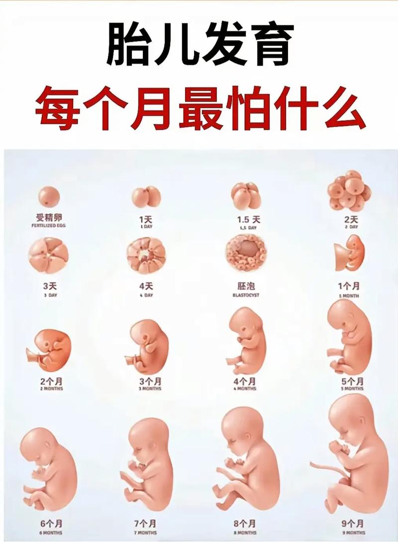 胎儿数量