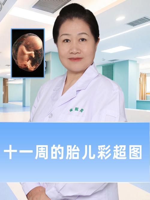 胚胎发育检查