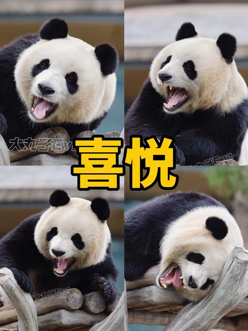  喜悦
