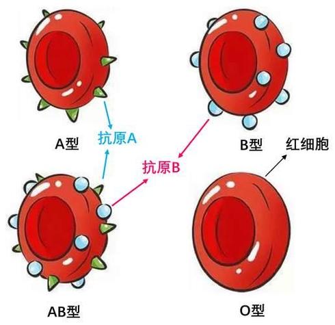 ABO血型