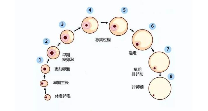 卵子发育