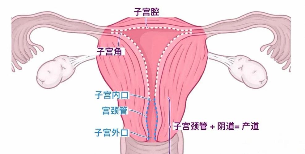 半角子宫