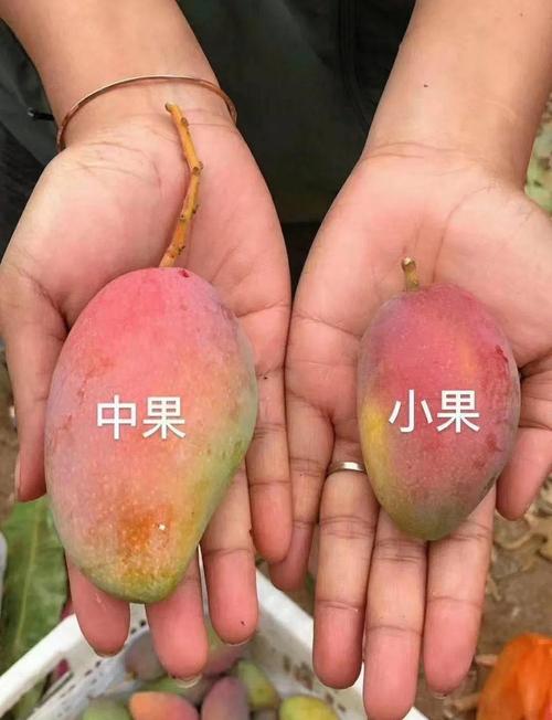 大果小果