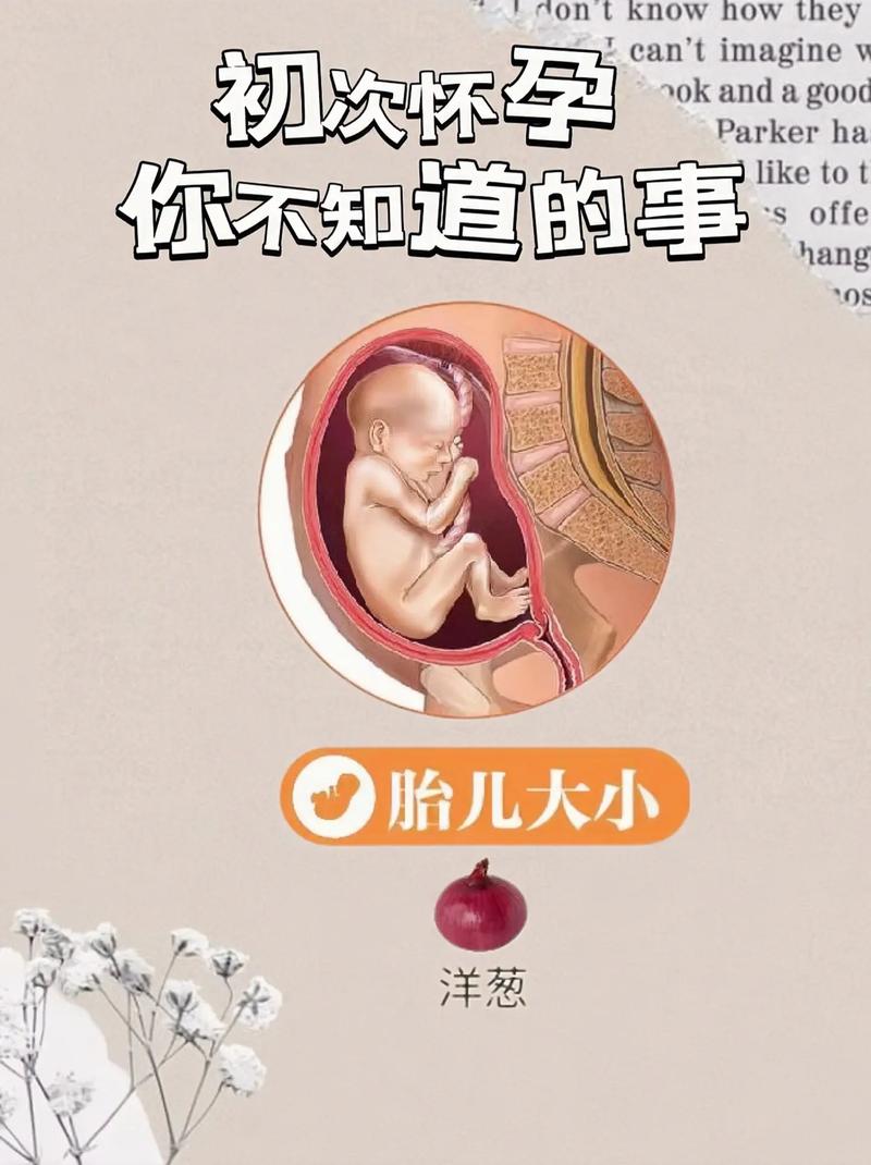 第六个月