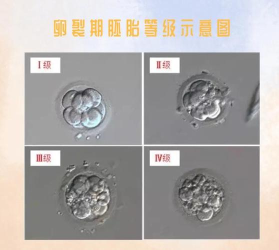 鲜胚第8细胞