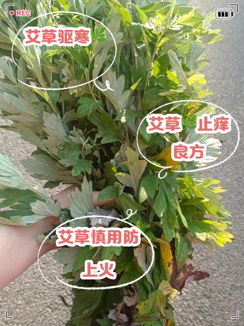 做试管婴儿期间吃艾草有什么影响？