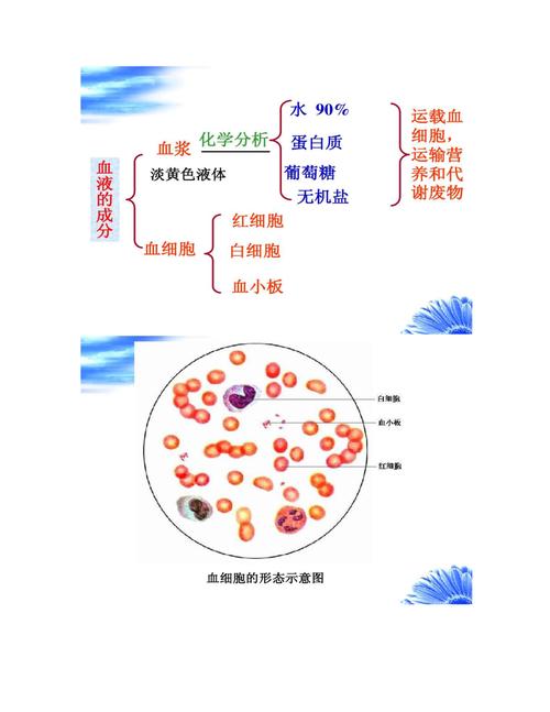  血液成分