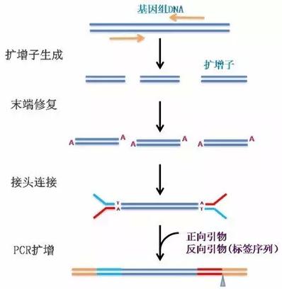  杂合子扩增技术