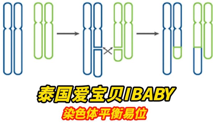 平衡易位