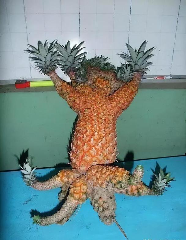 奇形怪状图片