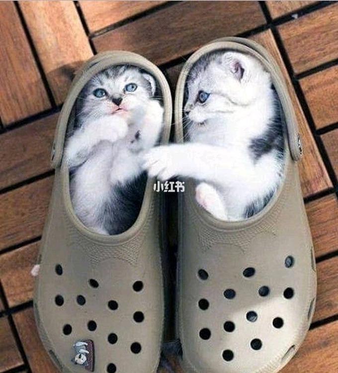 猫咪试管婴儿