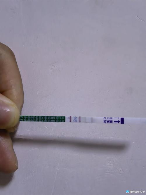 试管婴儿24天