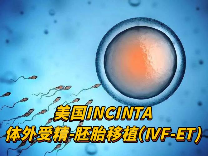  体外受精-胚胎移植技术(IVF-ET)