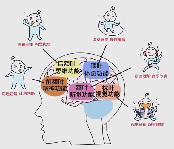 大脑发育