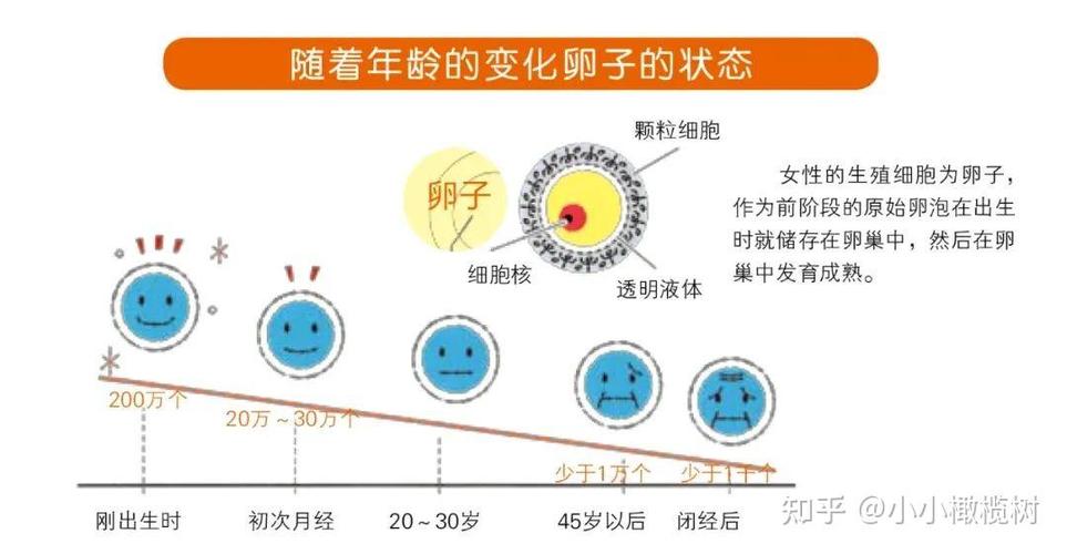 试管婴儿：卵泡数量决定成功率？