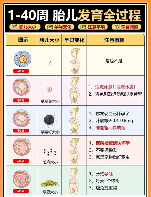 胚胎培养进展