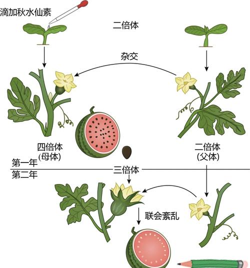  三倍体