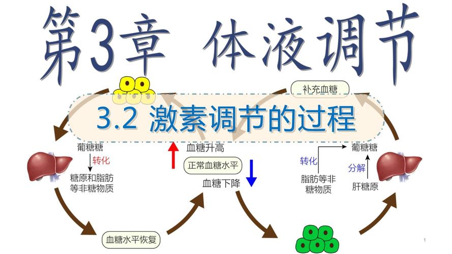  荷尔蒙调节