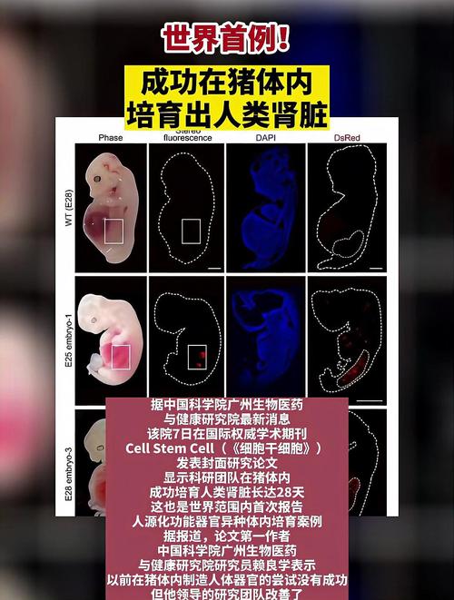 体内培育