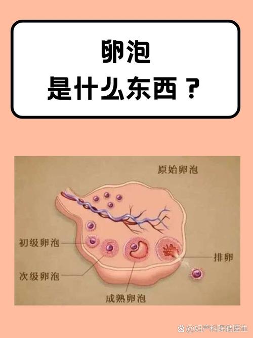 一个卵泡