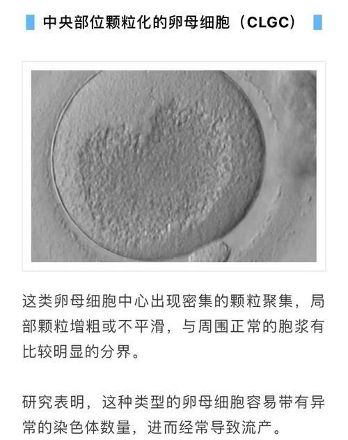 5级卵子