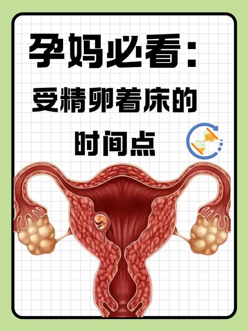 好孕过程