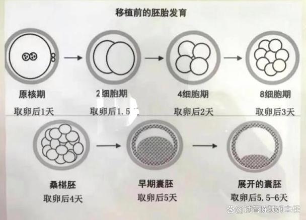 试管婴儿胚胎为什么不发育？