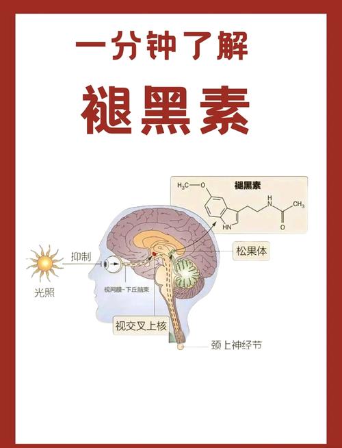 褪黑激素