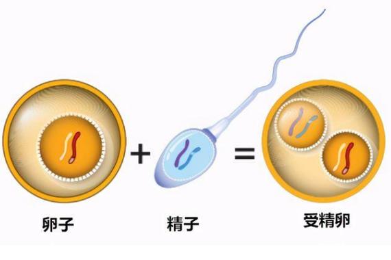 试管婴儿的精子和卵子从哪里来？