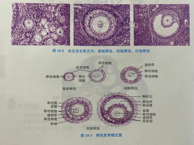5个卵泡