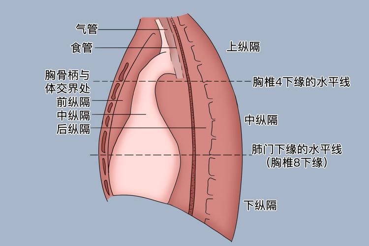 纵隔情况