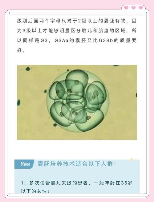 试管婴儿，胚胎分级，生殖技术，成功率
